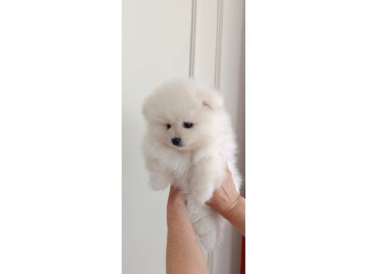 Ankara Çankaya'da Ped Eğitimli Kar Topu Pomeranian Boo