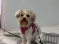 Sıfır numara dışı tam bir maskot 