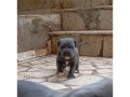 Safkan Blue Cane Corso | Heybetli Fizik ve Irk Garantili Yavrular