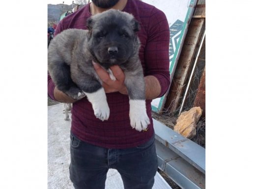 Sivas'ın Öz Evladı Safkan Kangal Yavruları | Bekçiliğin Tek Adresi