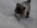 Gücü sadakatı ve heybetiyle kangal farkını yaşayın