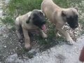 Gücü sadakatı ve heybetiyle kangal farkını yaşayın