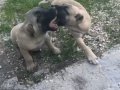 Gücü sadakatı ve heybetiyle kangal farkını yaşayın