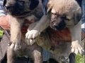 Gücü sadakatı ve heybetiyle kangal farkını yaşayın