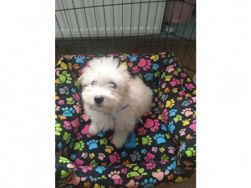 Acilll yuva çok uslu çoçuğa