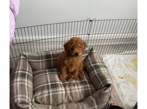 Safkan Toy Poodle Erkek, 2,5 Aylık, 