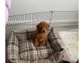 Safkan Toy Poodle Erkek, 2,5 Aylık, 