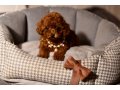 EV ORTAMINDA BÜYÜYEN KOYU RED TOY POODLE | ADAPTASYON DESTEKLİ
