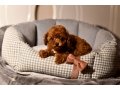 EV ORTAMINDA BÜYÜYEN KOYU RED TOY POODLE | ADAPTASYON DESTEKLİ