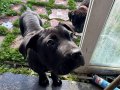 Karakterli ve Safkan Cane Corso Yavruları