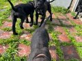 Karakterli ve Safkan Cane Corso Yavruları
