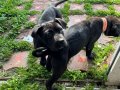 Karakterli ve Safkan Cane Corso Yavruları