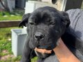 Karakterli ve Safkan Cane Corso Yavruları