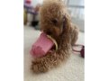 Oyuncu toy poodle