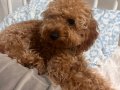 Oyuncu toy poodle