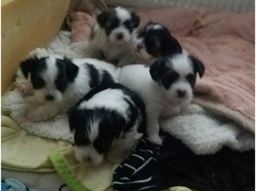 Cok acil alınması lazim 2aylik miniklere yuva 