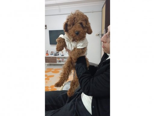 sadece aşı-mama karşılığında Toy poodle 