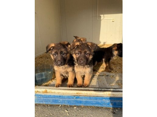 Eyüp’te Maskeli Güzeller | 2 Aylık Dişi Alman Çoban Köpekleri