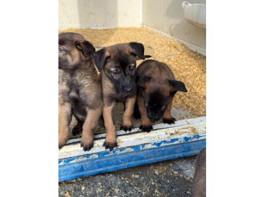 Eyüp’te Maskeli ve Heybetli Malinois Yavruları – Görev Köpeği Geni