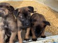 Eyüp’te Maskeli ve Heybetli Malinois Yavruları – Görev Köpeği Geni