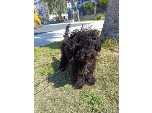Oyun Delisi Toy poodle 