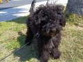 Oyun Delisi Toy poodle 