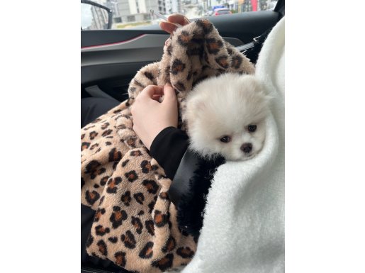 Bursa Nilüfer'de Eşyalarıyla Acil Teslim Ayı Surat Pomeranian Boo