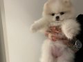 Bursa Nilüfer'de Eşyalarıyla Acil Teslim Ayı Surat Pomeranian Boo