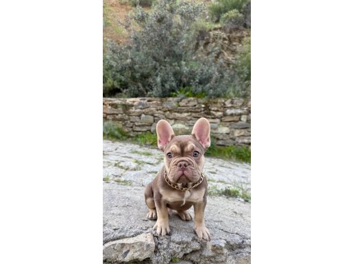 Exotic Roja Tan A kalite ırk 3 aylık yavru