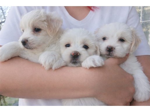 İzmir Karabağlar Maltese Terrier Yavrularımız Yeni Yuvalarını Arıyor