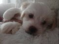 Maltese Terrier Yavrumuz 