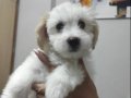 Maltese Terrier Yavrumuz 
