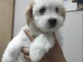 Maltese Terrier Yavrumuz 