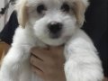 Maltese Terrier Yavrumuz 