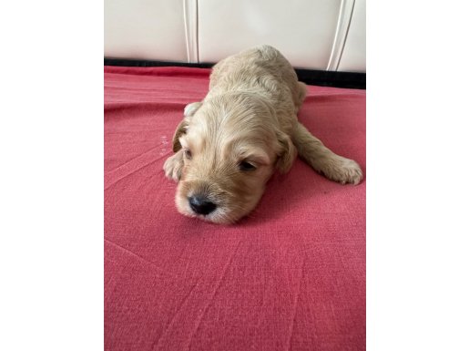 Evimizin Yeni Üyesi Poodle Yavruları Sizi Bekliyor