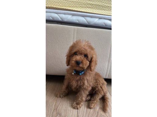 Kızıl Kürklü Oyuncak Ayıcık: Şecereli Safkan Toy Poodle