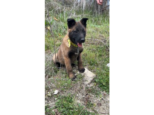 Babası SCR’li Safkan Belçika Kurdu Malinois | 3 Aylık Kalıplı Dişi
