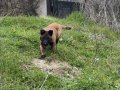 Babası SCR’li Safkan Belçika Kurdu Malinois | 3 Aylık Kalıplı Dişi