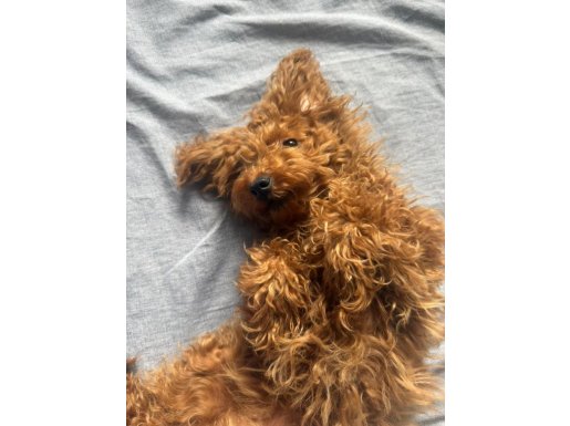 Kore kan kızım yeni yuvasını arıyor.