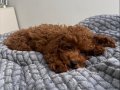 Tuvalet Eğitimli Oyuncak Gibi Red Toy Poodle Yavrusu