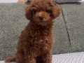Tuvalet Eğitimli Oyuncak Gibi Red Toy Poodle Yavrusu