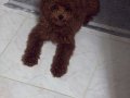 Tuvalet Eğitimli Oyuncak Gibi Red Toy Poodle Yavrusu