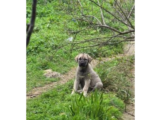 Secereli İzmir Kemalpaşa Kangal Yavruları