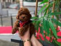 Red Brown Kıvırcık Toy Poodle - Ev Ortamı Yavrusu