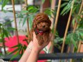 Red Brown Kıvırcık Toy Poodle - Ev Ortamı Yavrusu