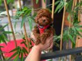 Red Brown Kıvırcık Toy Poodle - Ev Ortamı Yavrusu