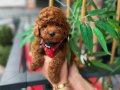 Red Brown Kıvırcık Toy Poodle - Ev Ortamı Yavrusu