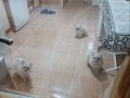 Sevimli pompişler
