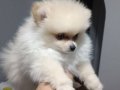 Pomerian boo