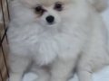 Pomerian boo
